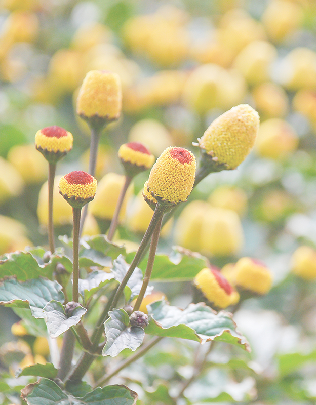 Spilanthes acmella (acmellia) özütü <br> - uzun süreli pürüzsüzleştirici etki sağlar, fibroblast proliferasyonunu uyarır, bu da cilt yoğunluğunu ve sıkılığını artırır. Kırışıklıkları ve yorgun, yaşlanan cilt semptomlarını azaltmaya yardımcı olur.