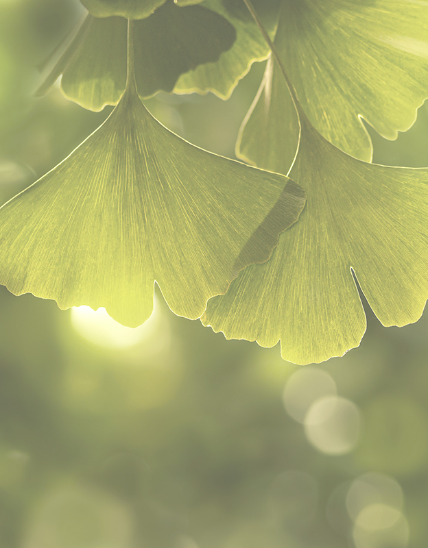 Ginko biloba (kızsaçı ağacı) özü <br> - Çok yönlü özellikleri nedeniyle kozmetikte değerli bir bileşendir. Sadece cilt ve kan damarları üzerinde yatıştırıcı ve koruyucu bir etkiye sahip olmakla kalmaz, aynı zamanda kan dolaşımını uyarır ve derin hücresel yeniden yapılanmayı uyarır. Antioksidan etkisi, uyku sırasında serbest radikallerin yoğun bir şekilde nötralize edilmesi anlamına gelir.