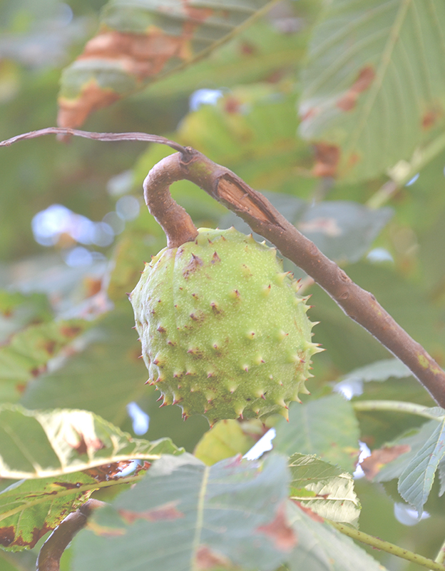 Aesculus hippocastanum ekstresi <br> (at kestanesi) - <br>Kozmetik özelliklerini aktif bileşiklerine borçludur: aescin de dahil olmak üzere flavonoidler ve triterpen saponinler, bu sayede mikrosirkülasyonu kolaylaştırır ve kan damarlarının duvarlarını korur. Sonuç olarak, küçük damarlar güçlenir ve geçirgenlikleri azalır. Ayrıca, tahrişi ve kaşıntı hissini yatıştırır.