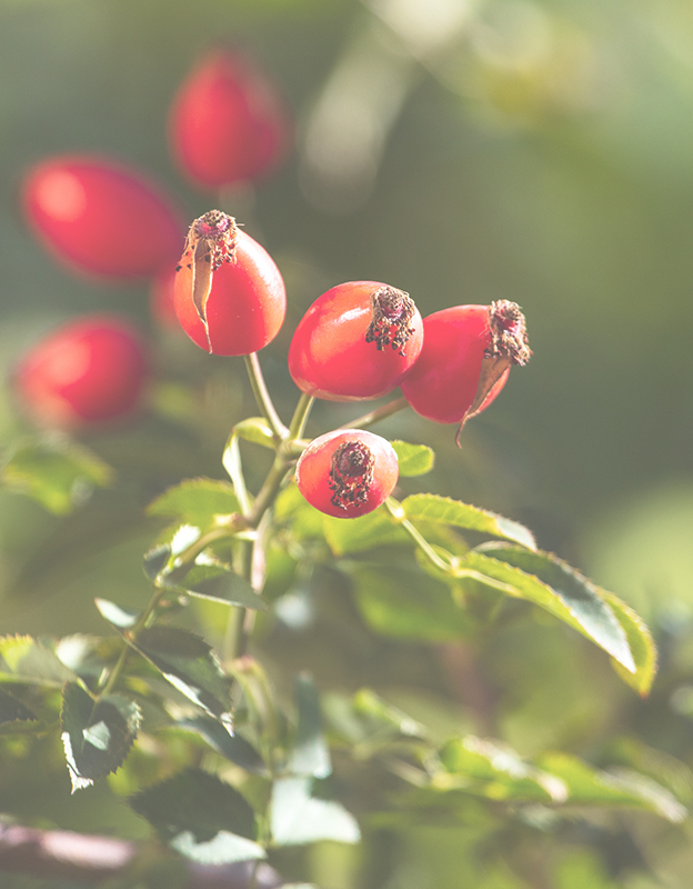 Rosa Canina (köpek gülü) özü <br> - zengin bir C vitamini kaynağıdır, bu sayede kan damarlarını mükemmel bir şekilde kapatır ve güçlendirir. Kolajen sentezini destekleyerek cildin yaşlanmasını geciktirir.