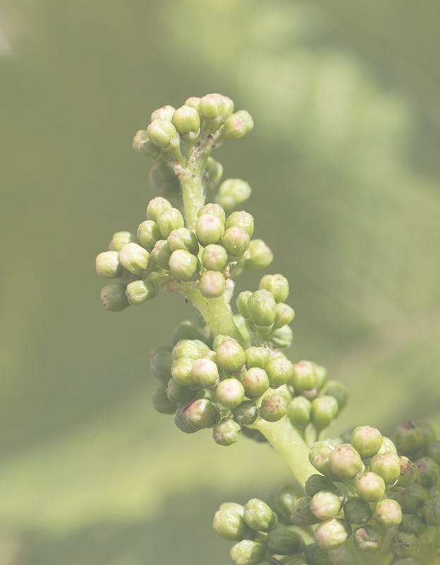 Vinifera (adi üzüm asması) yağı <br> - Yüksek oranda doymamış yağ asitleri (EFA), E vitamini ve flavonoidler sayesinde cildin koruyucu bariyerini onararak dış etkenlere karşı direncini artırır.