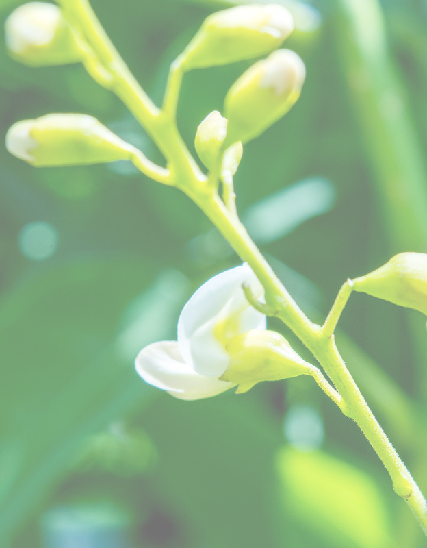 Rutosid<br> - Japon pagoda ağacının (Styphnolobium japonicum) ve karabuğday bitkisinin (Fagopyrum esculentum) çiçeklerinden elde edilen bitki kökenli bir flavonoiddir.