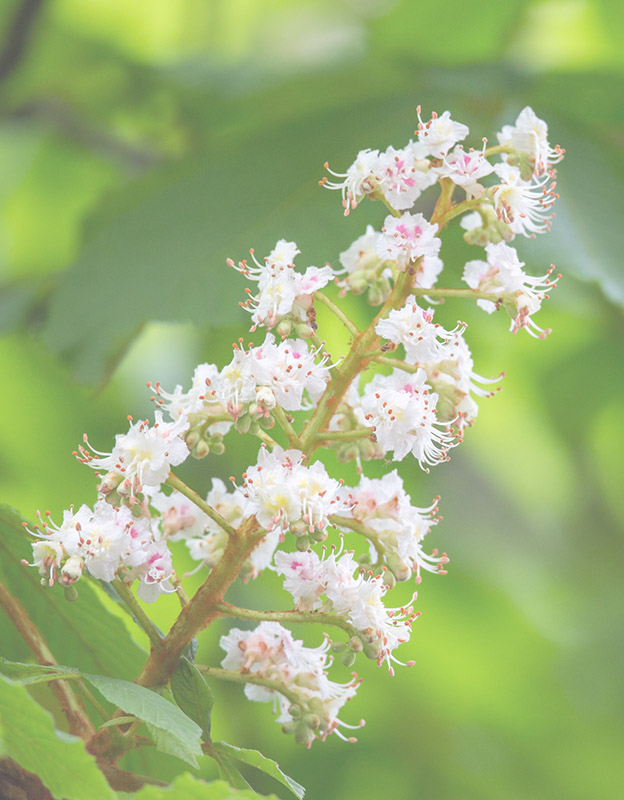 Aesculus hippocastanum ekstresi <br>(at kestanesi)  - <br>Mikro kan akışını (mikrosirkülasyon) kolaylaştıran esculin, kılcal damarların, damarların ve arterlerin damar duvarlarını korur ve tahriş olmuş ve kaşıntılı cildi sakinleştirir. 