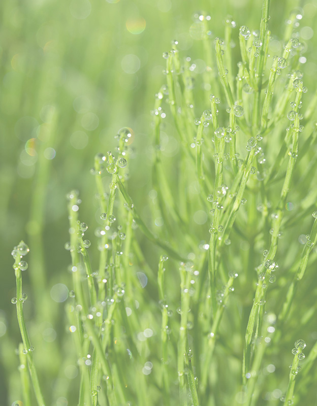 Equisetum Arvense özü <br>(atkuyruğu)  - <br>Mineraller açısından zengin, güçlü bir canlandırıcıdır. Kan damarlarını korumaya ve güçlendirmeye ve kılcal damarları elastik tutmaya yardımcı olur. Ayrıca, kolajen sentezini artırarak cildin sıkı, esnek ve dolgun olmasını sağlar ve cildin kalitesini ve sağlıklı görünümünü iyileştirir. 